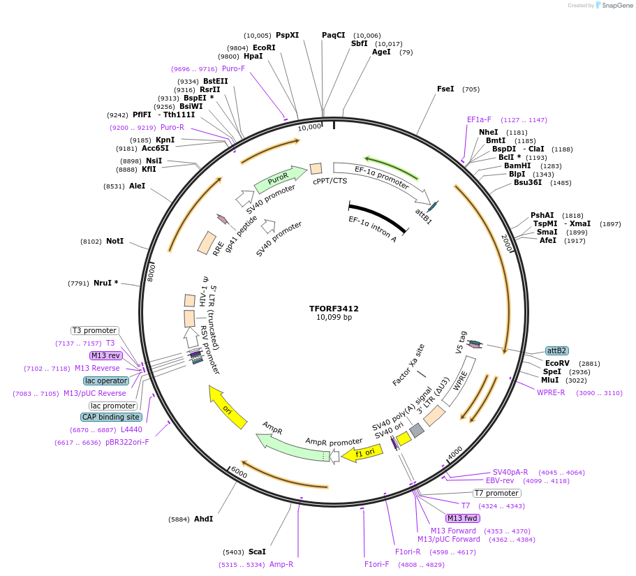 144888-plasmid-map-sequence-id-353336