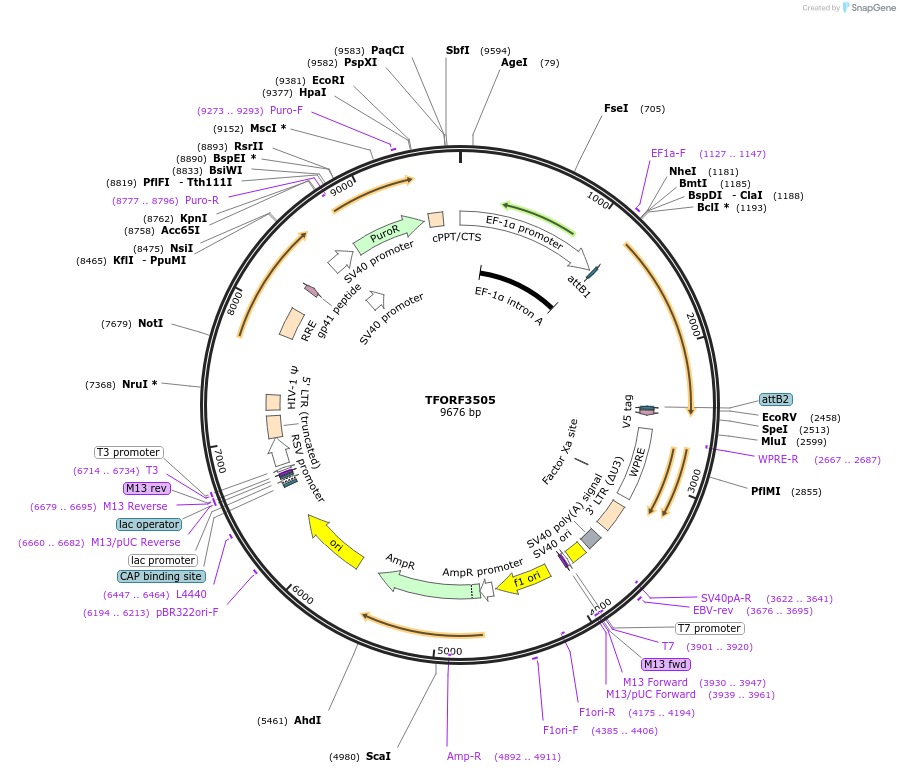 144981-plasmid-map-sequence-id-353337