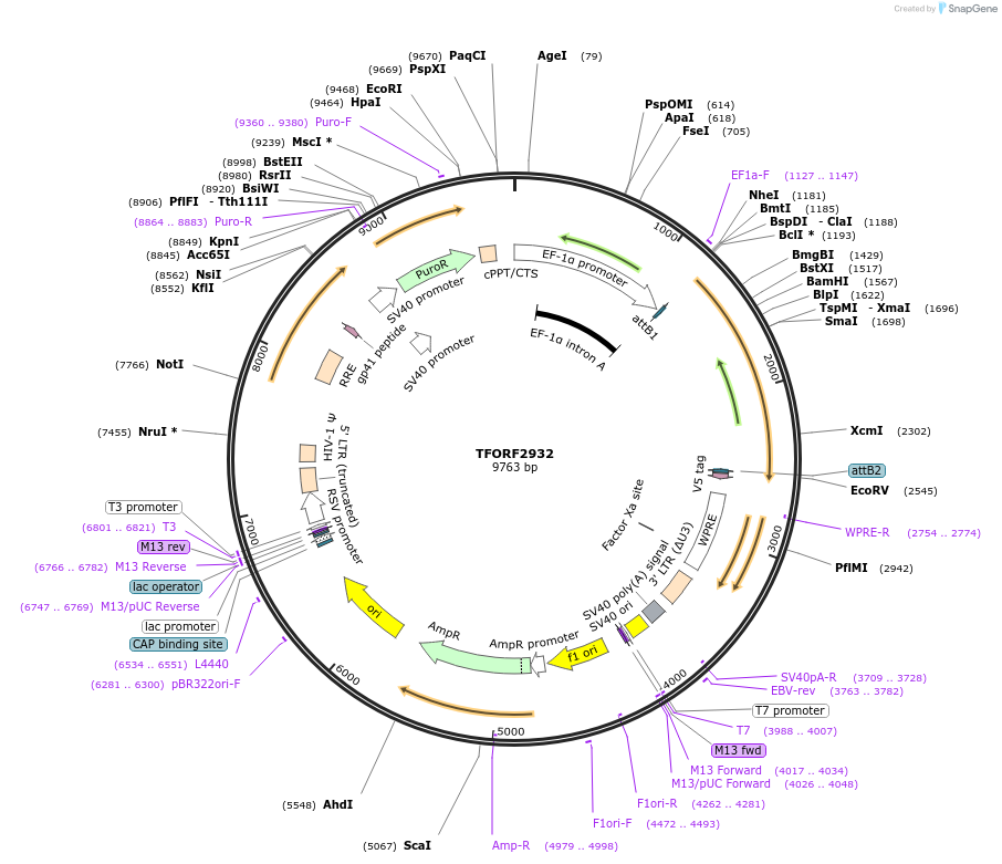 144408-plasmid-map-sequence-id-353338