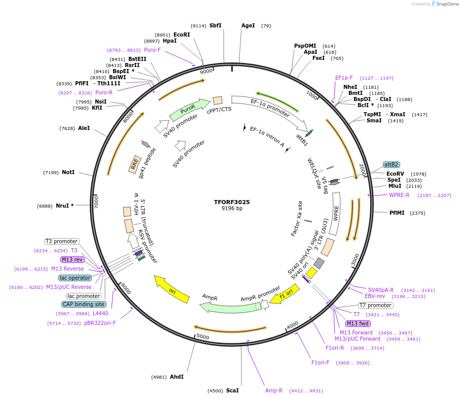 144501-plasmid-map-sequence-id-353340