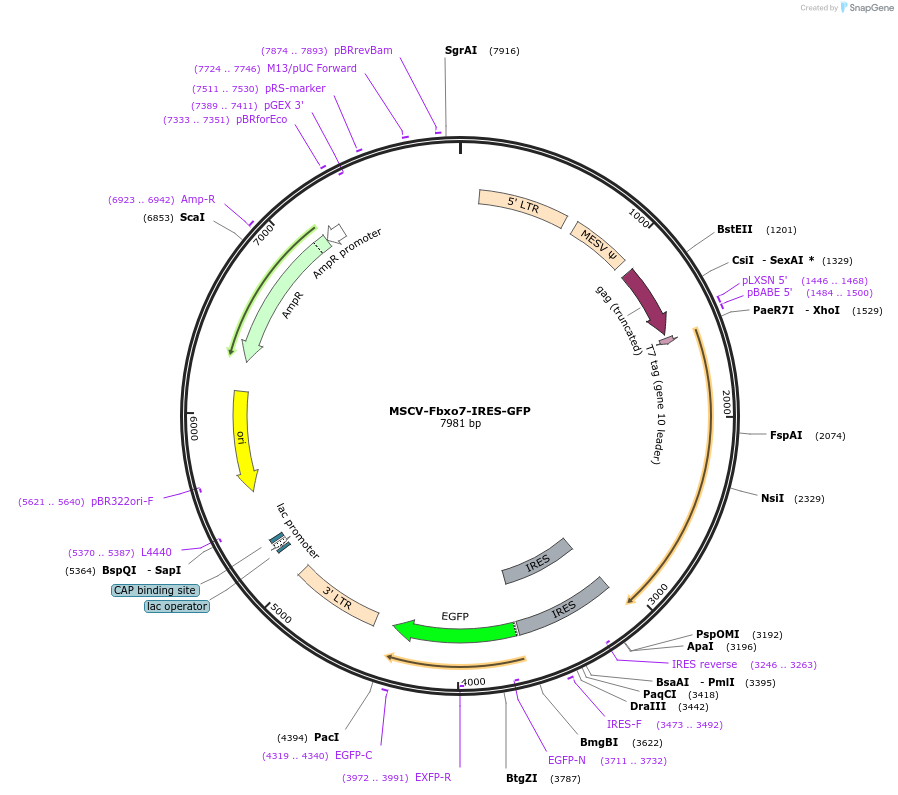 171786-plasmid-map-sequence-id-353363