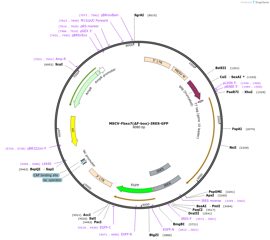 171787-plasmid-map-sequence-id-353364