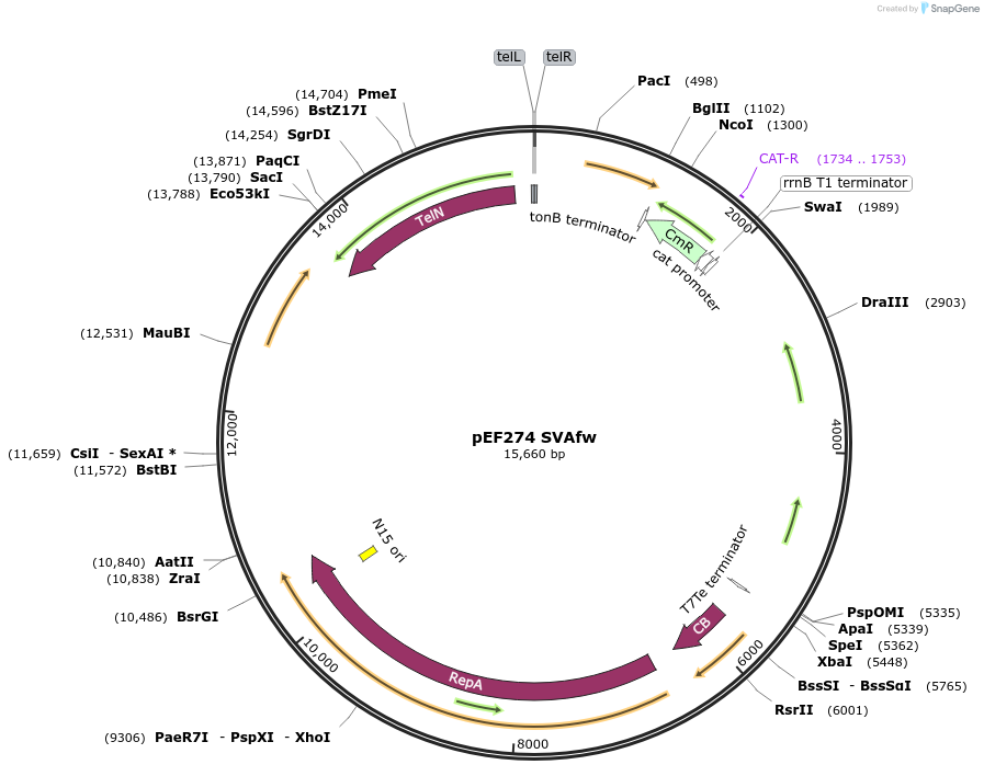 178192-plasmid-map-sequence-id-353384