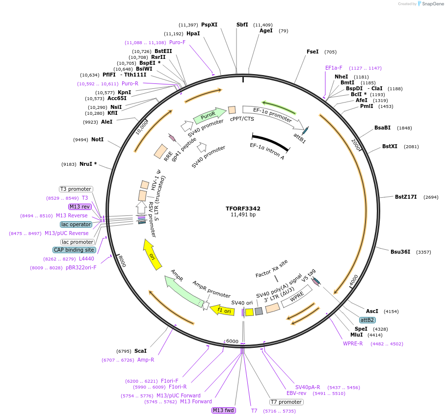 144818-plasmid-map-sequence-id-353391