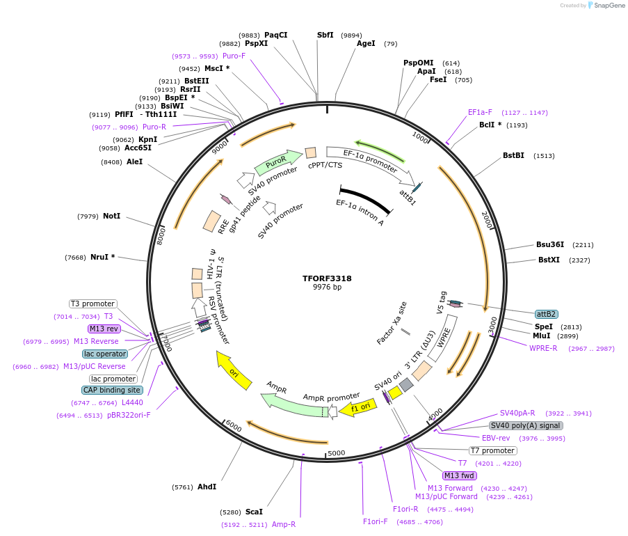 144794-plasmid-map-sequence-id-353395