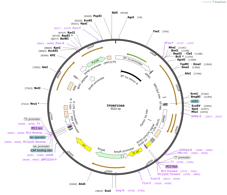 144842-plasmid-map-sequence-id-353396