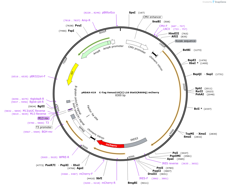 130094-plasmid-map-sequence-id-353398