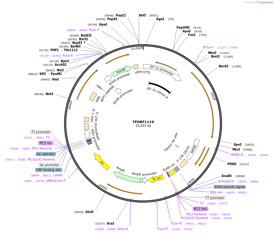 144272-plasmid-map-sequence-id-353400