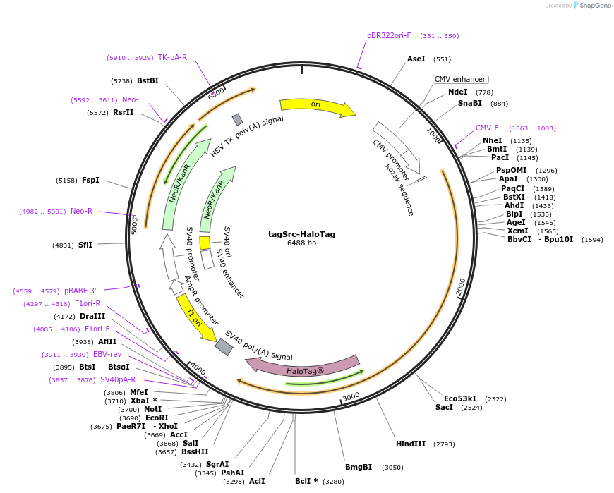 179141-plasmid-map-sequence-id-353402