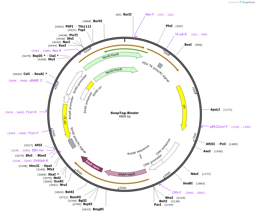 179142-plasmid-map-sequence-id-353405