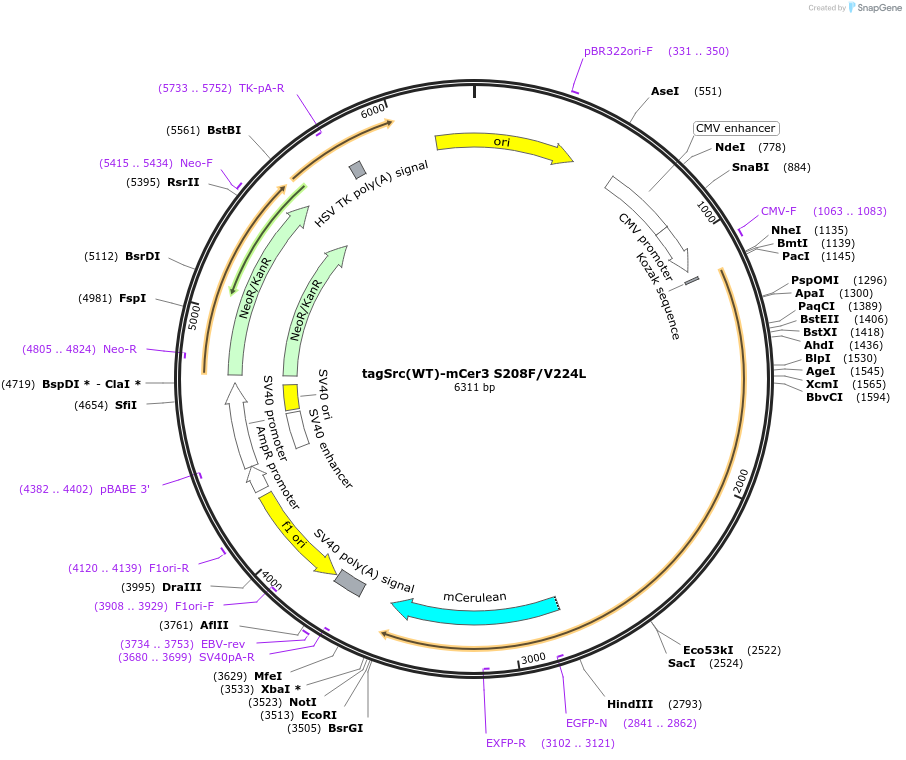179138-plasmid-map-sequence-id-353406