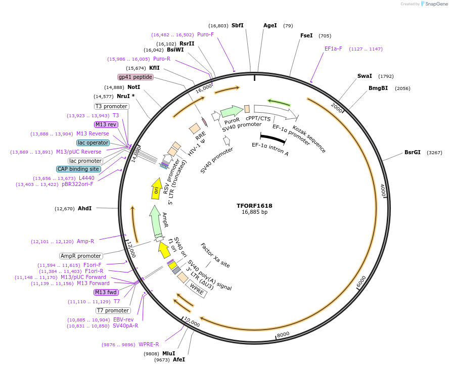 144295-plasmid-map-sequence-id-353411