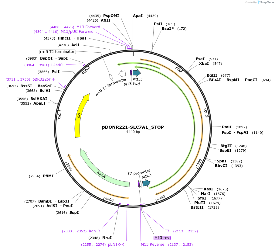 161091-plasmid-map-sequence-id-353417