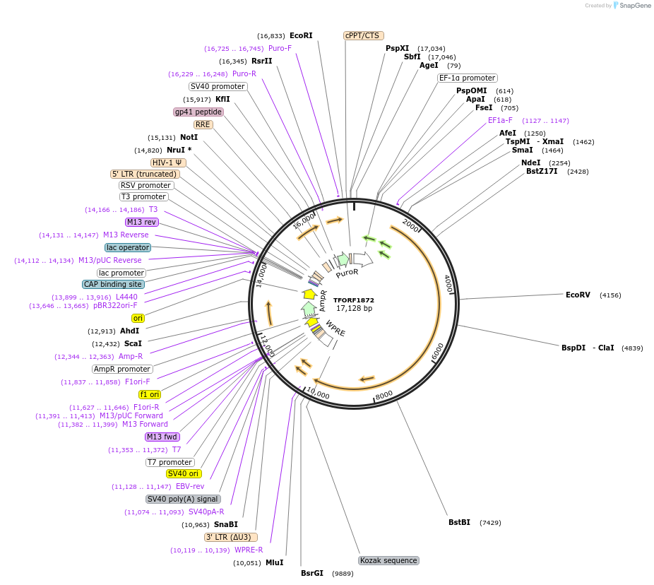 144374-plasmid-map-sequence-id-353421