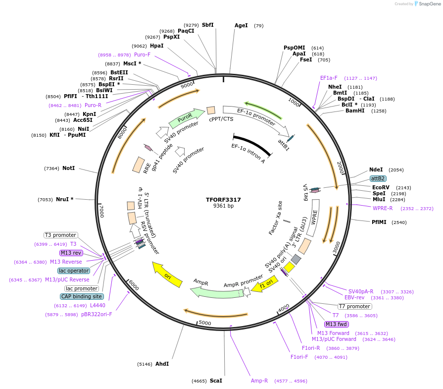 144793-plasmid-map-sequence-id-353422