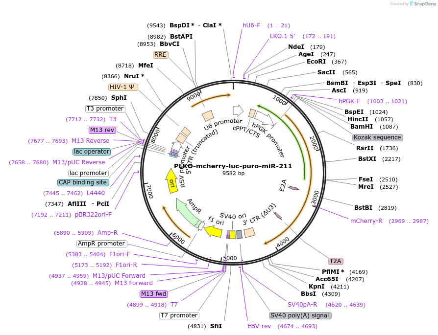 29784-plasmid-map-sequence-id-353423