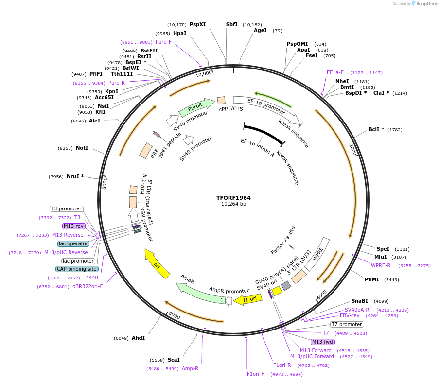 142518-plasmid-map-sequence-id-353436