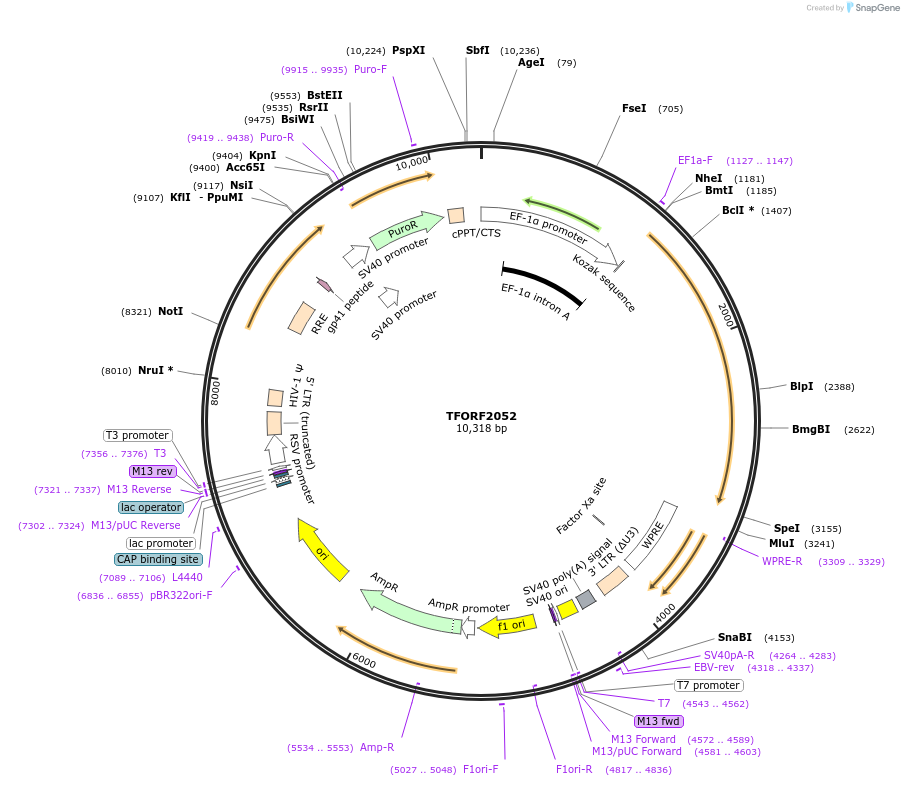 142911-plasmid-map-sequence-id-353441