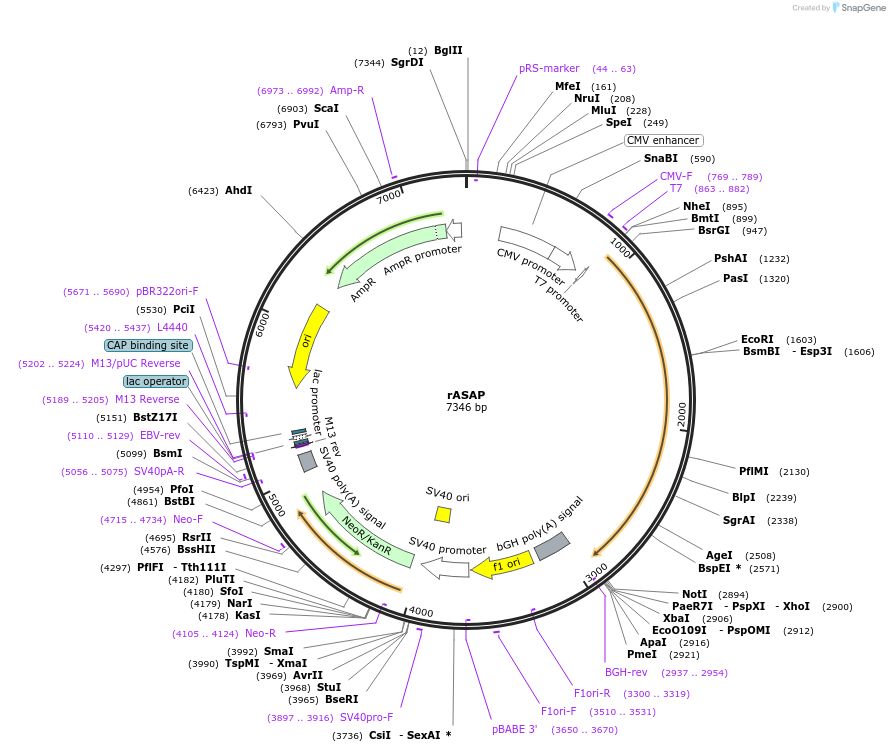 178205-plasmid-map-sequence-id-353455