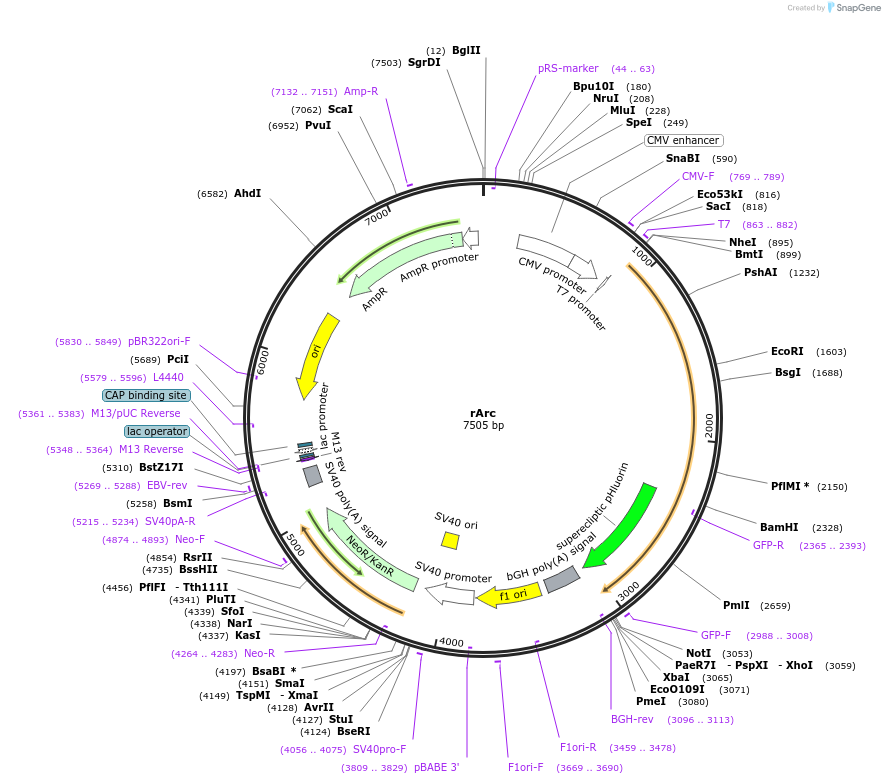 178206-plasmid-map-sequence-id-353456