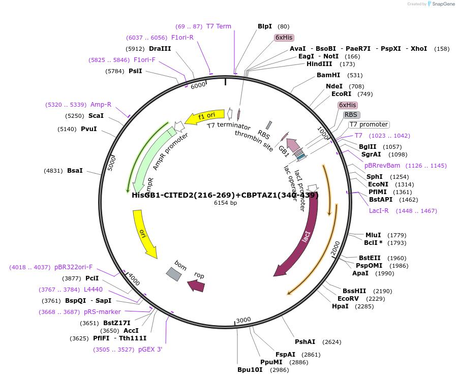 173761-plasmid-map-sequence-id-353461
