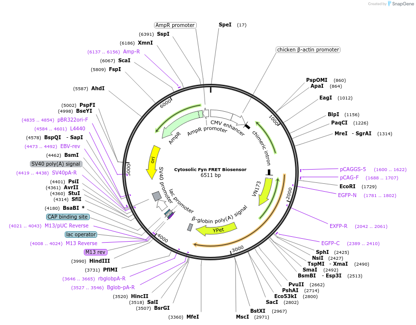 124654-plasmid-map-sequence-id-353480