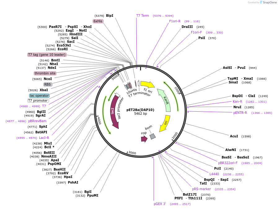 177904-plasmid-map-sequence-id-353504