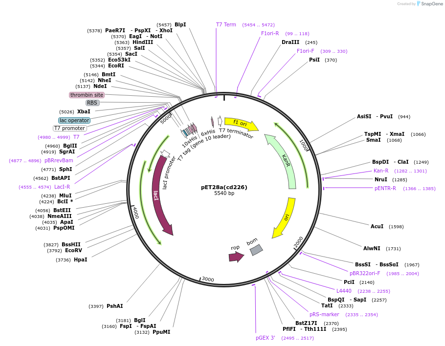 177900-plasmid-map-sequence-id-353505