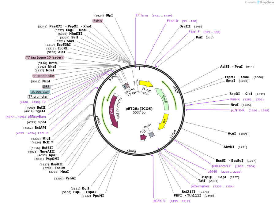 177903-plasmid-map-sequence-id-353508