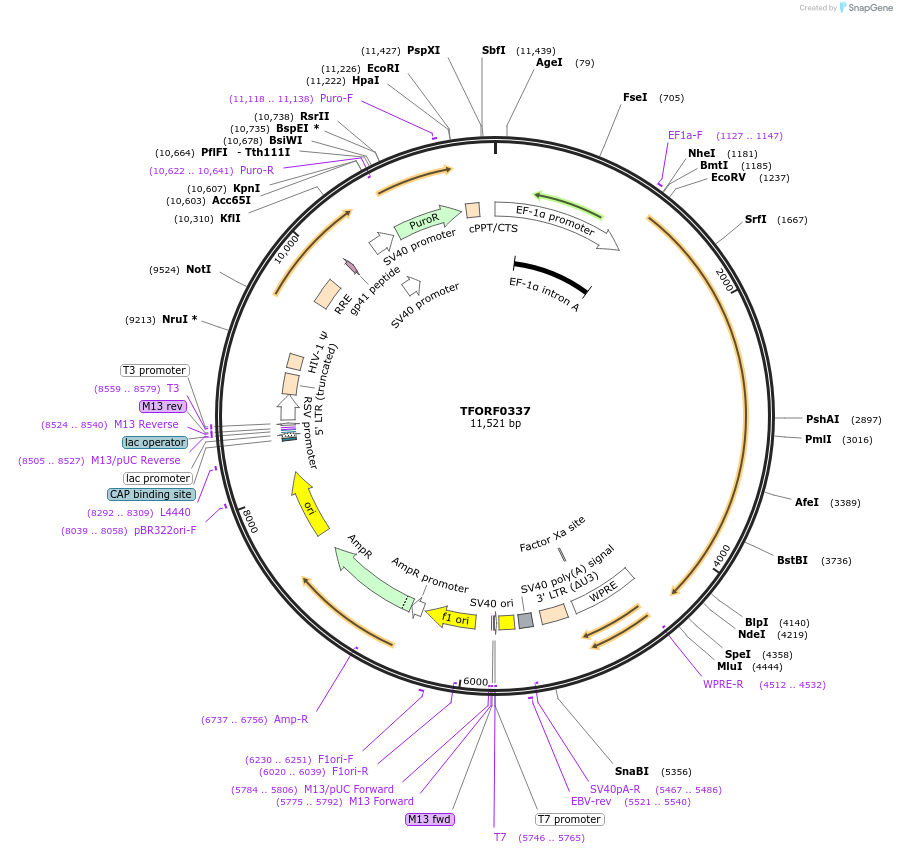 143395-plasmid-map-sequence-id-353510