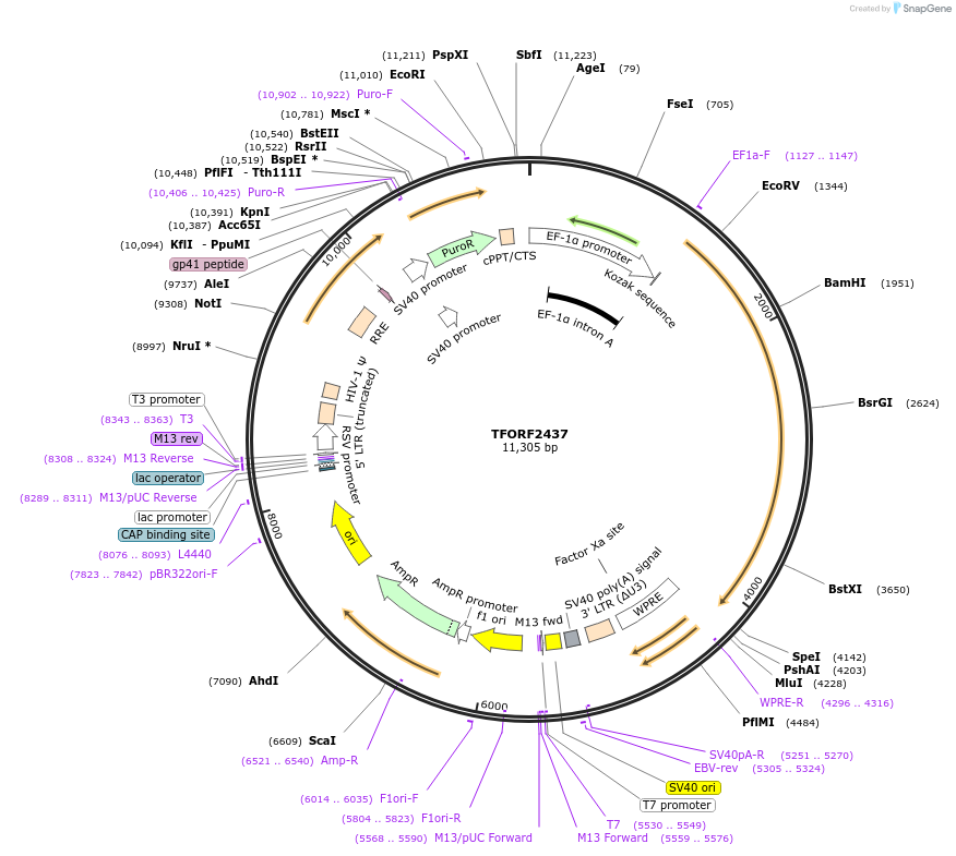 142943-plasmid-map-sequence-id-353511