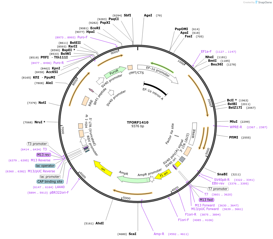 143267-plasmid-map-sequence-id-353514