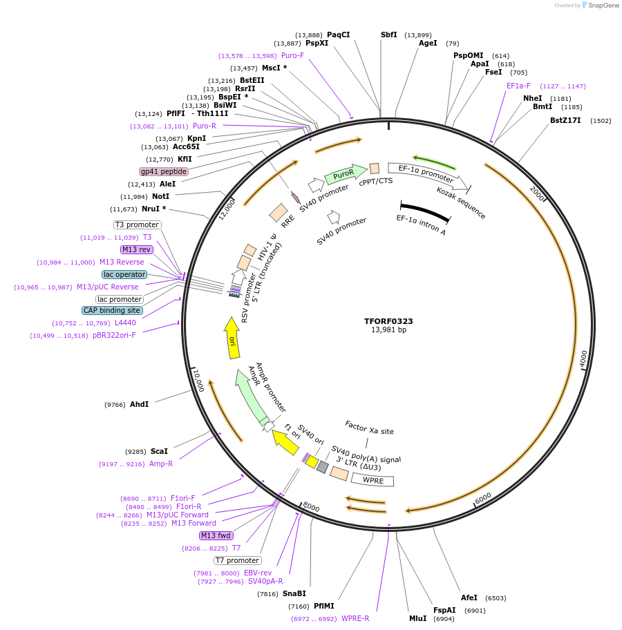 143394-plasmid-map-sequence-id-353516