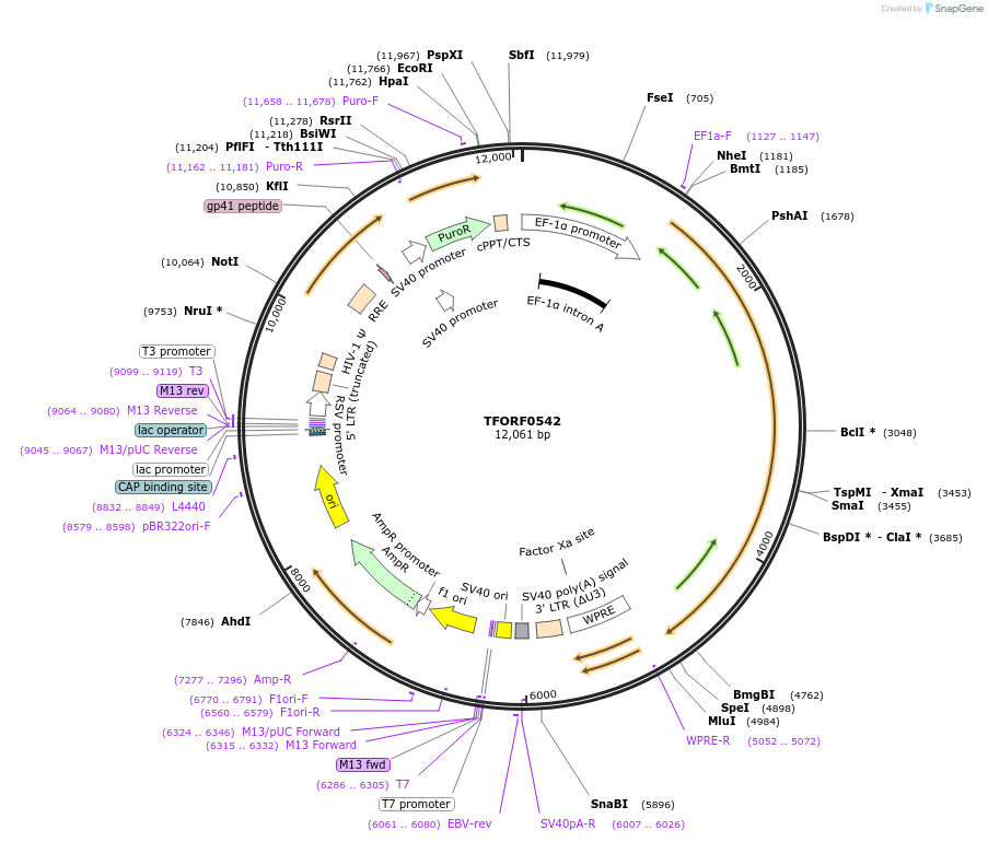 143412-plasmid-map-sequence-id-353517