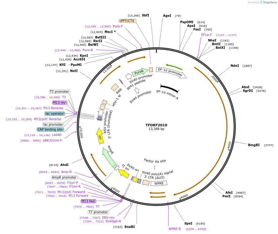 144204-plasmid-map-sequence-id-353518