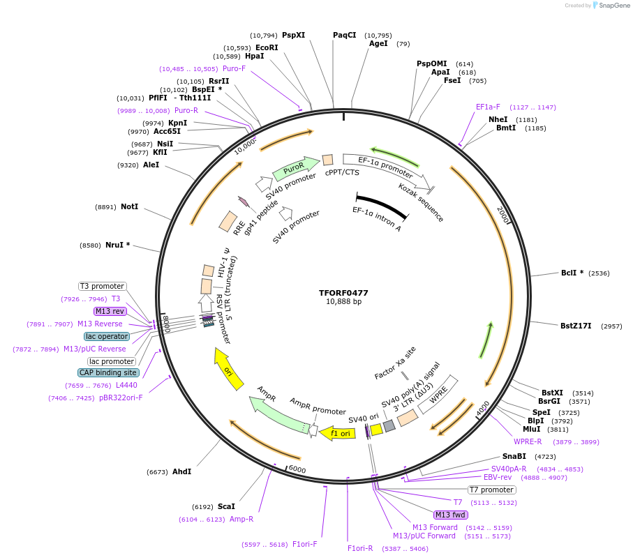 144359-plasmid-map-sequence-id-353556