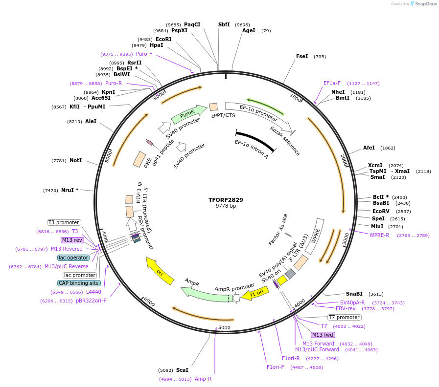 143002-plasmid-map-sequence-id-353559