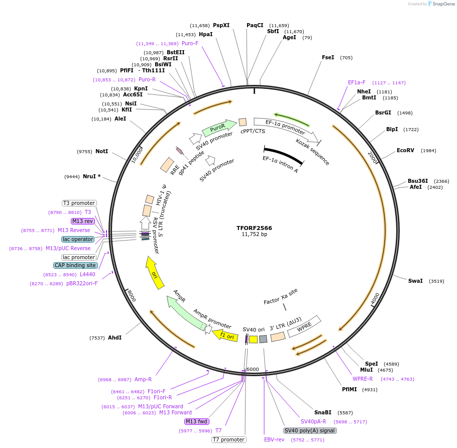 144390-plasmid-map-sequence-id-353560