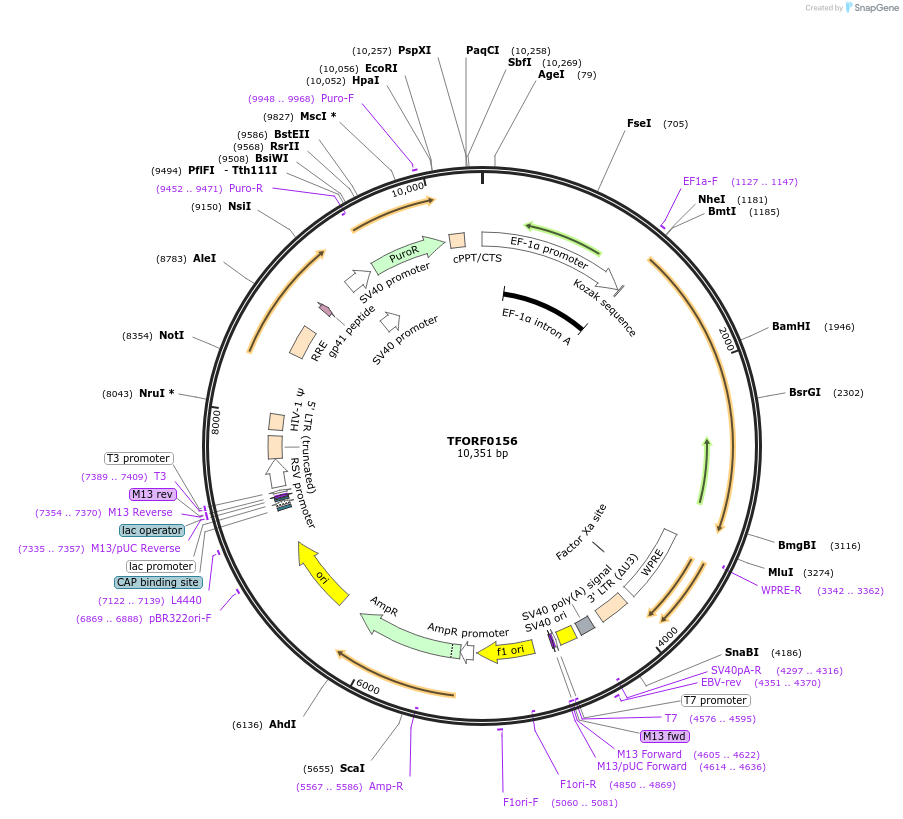 142467-plasmid-map-sequence-id-353568