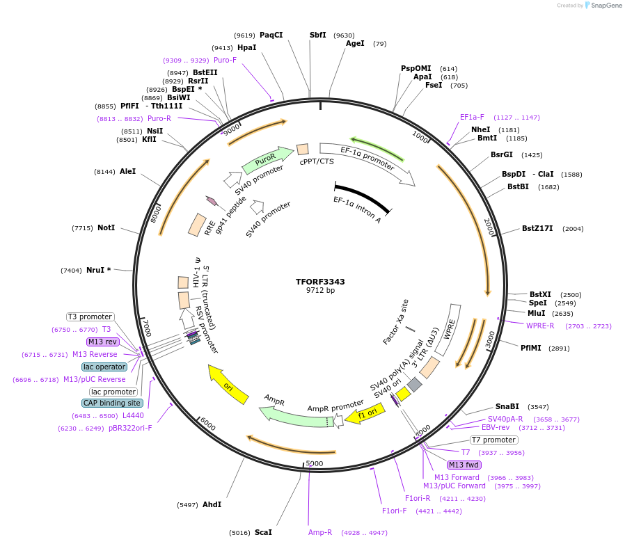 144819-plasmid-map-sequence-id-353569