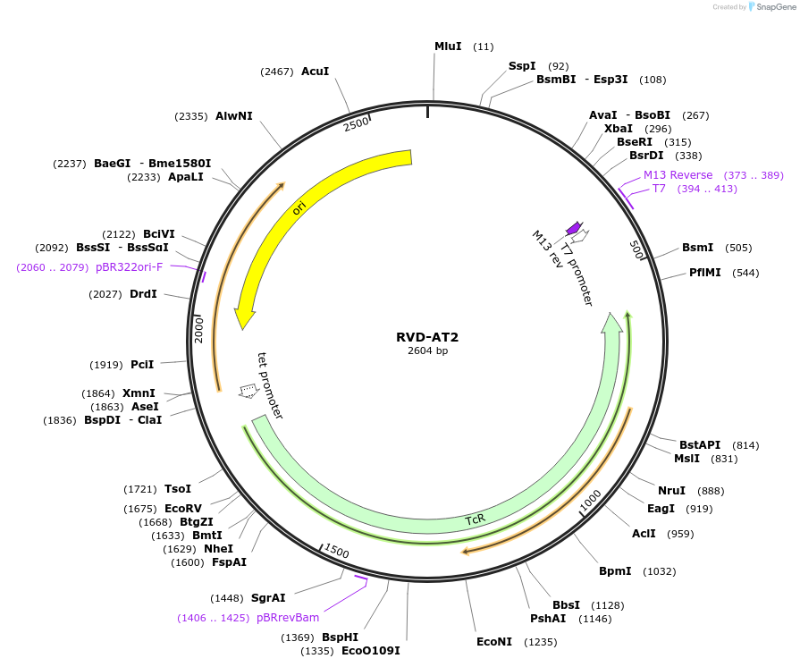 173273-plasmid-map-sequence-id-353589