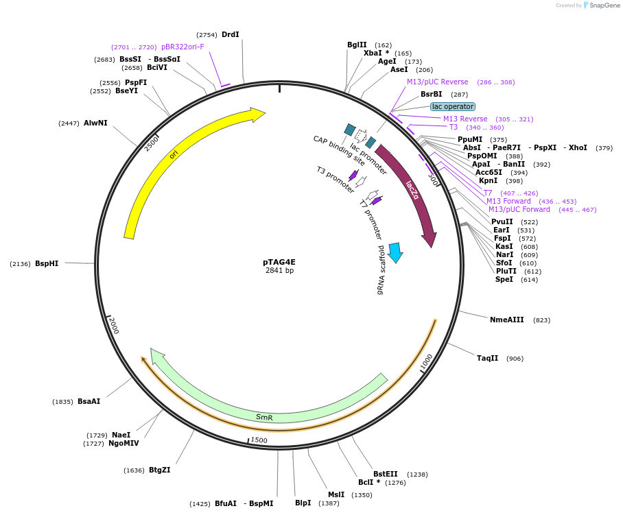 176868-plasmid-map-sequence-id-353591