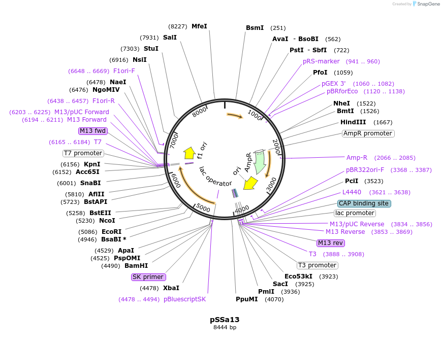177371-plasmid-map-sequence-id-353598