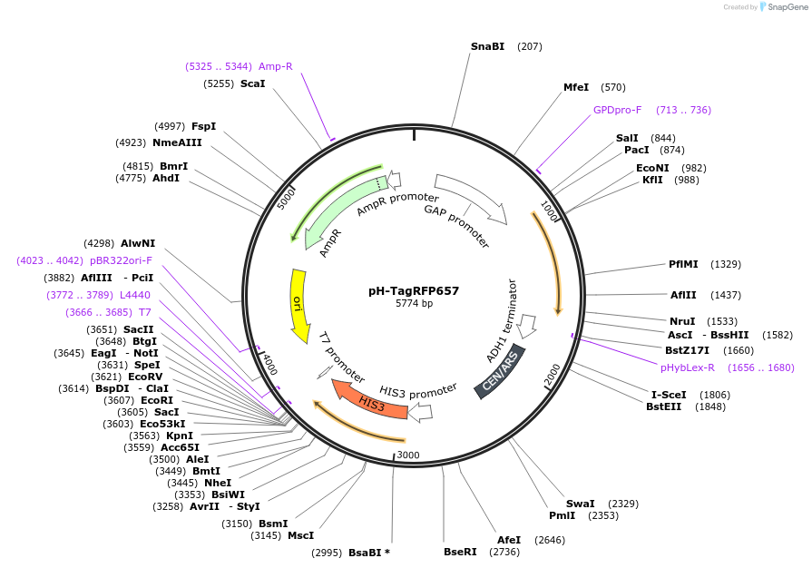 176560-plasmid-map-sequence-id-353605