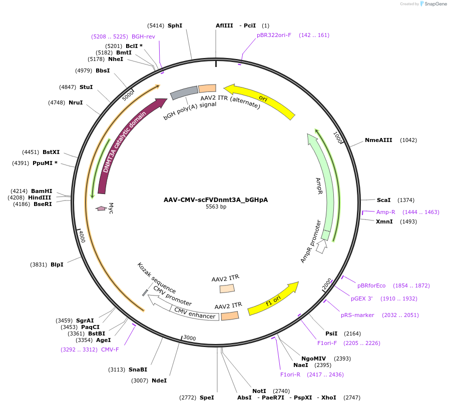177349-plasmid-map-sequence-id-353611