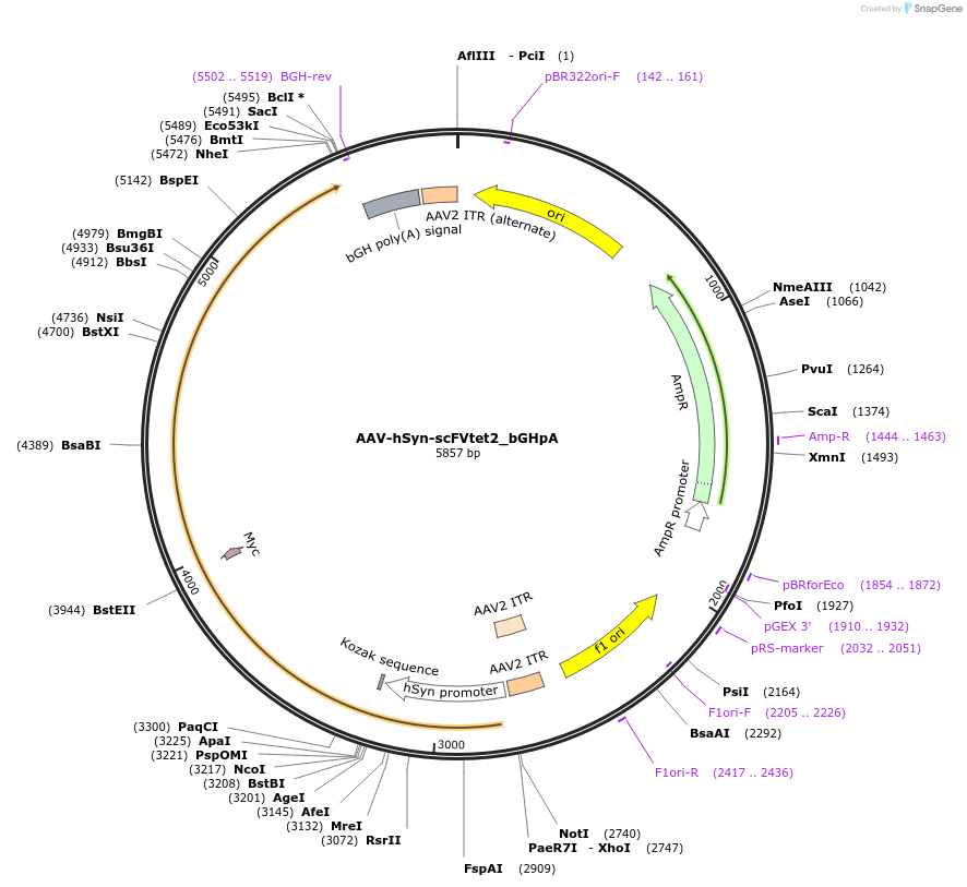 177353-plasmid-map-sequence-id-353612