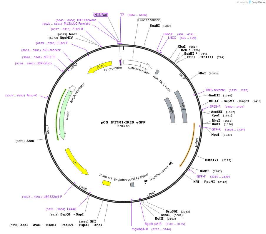 179958-plasmid-map-sequence-id-353617