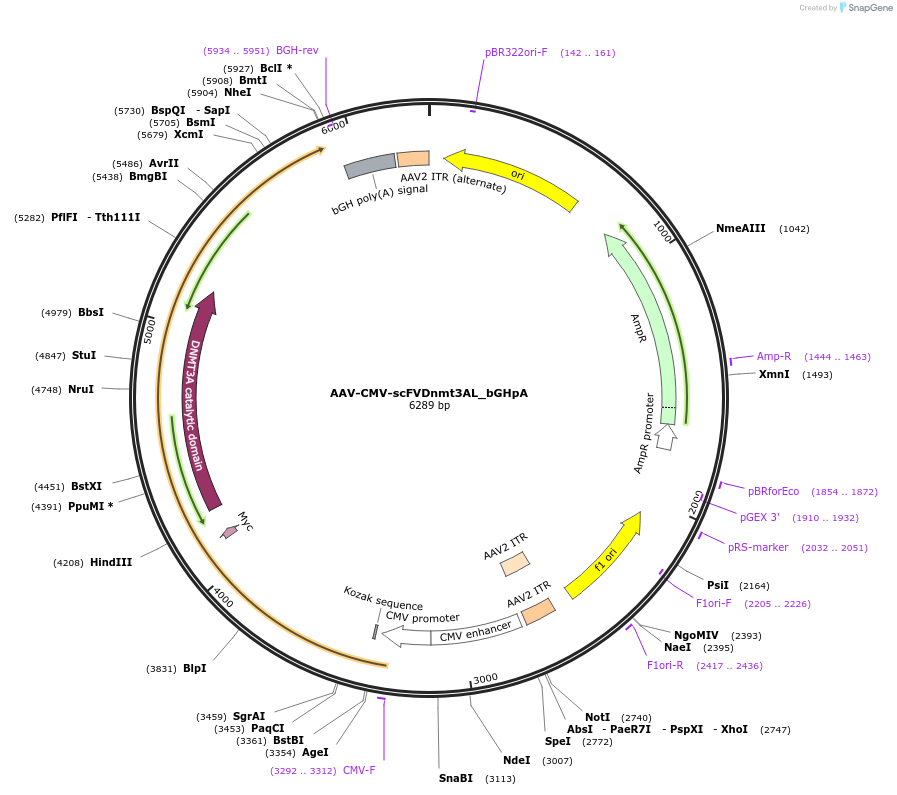 177347-plasmid-map-sequence-id-353618