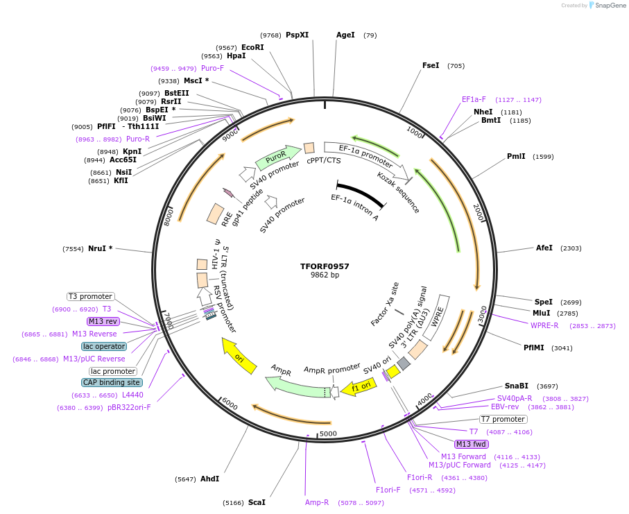 143454-plasmid-map-sequence-id-353622