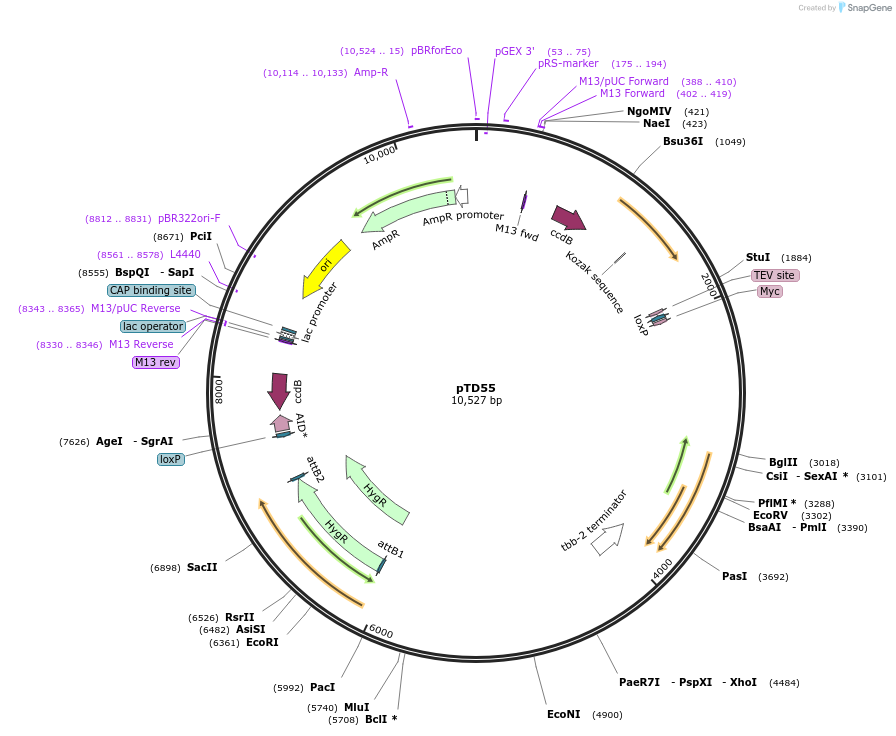 172894-plasmid-map-sequence-id-353626
